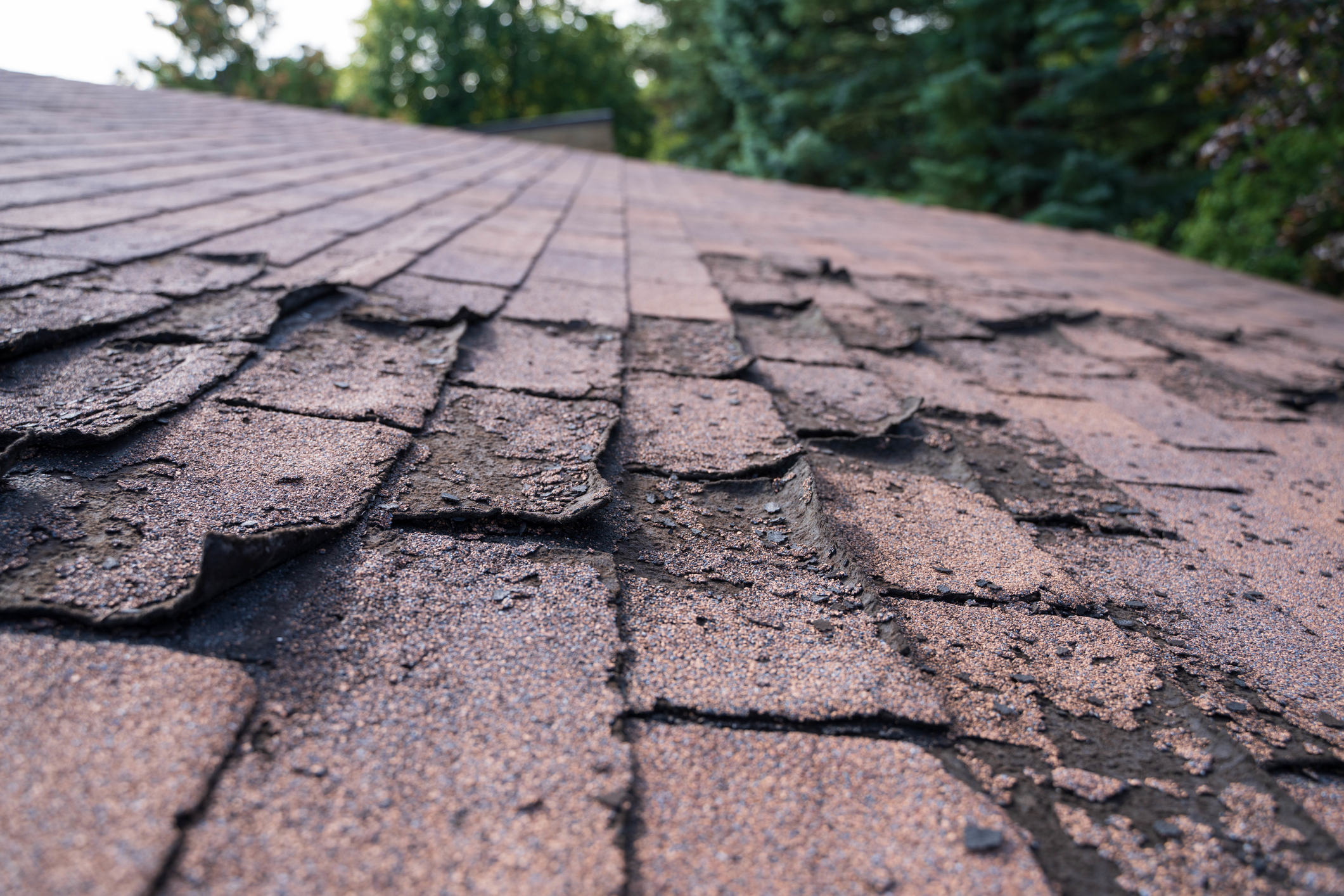 A close up of an asphalt shingle roof with shingles showing signs of weathering and damage.