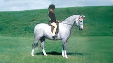 A grey show pony stands in front of a grass bank.