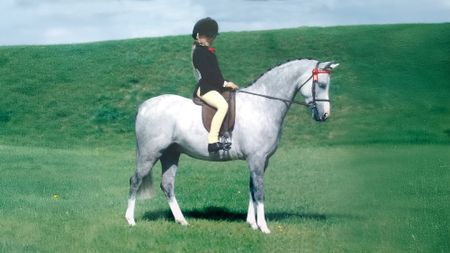 A grey show pony stands in front of a grass bank.