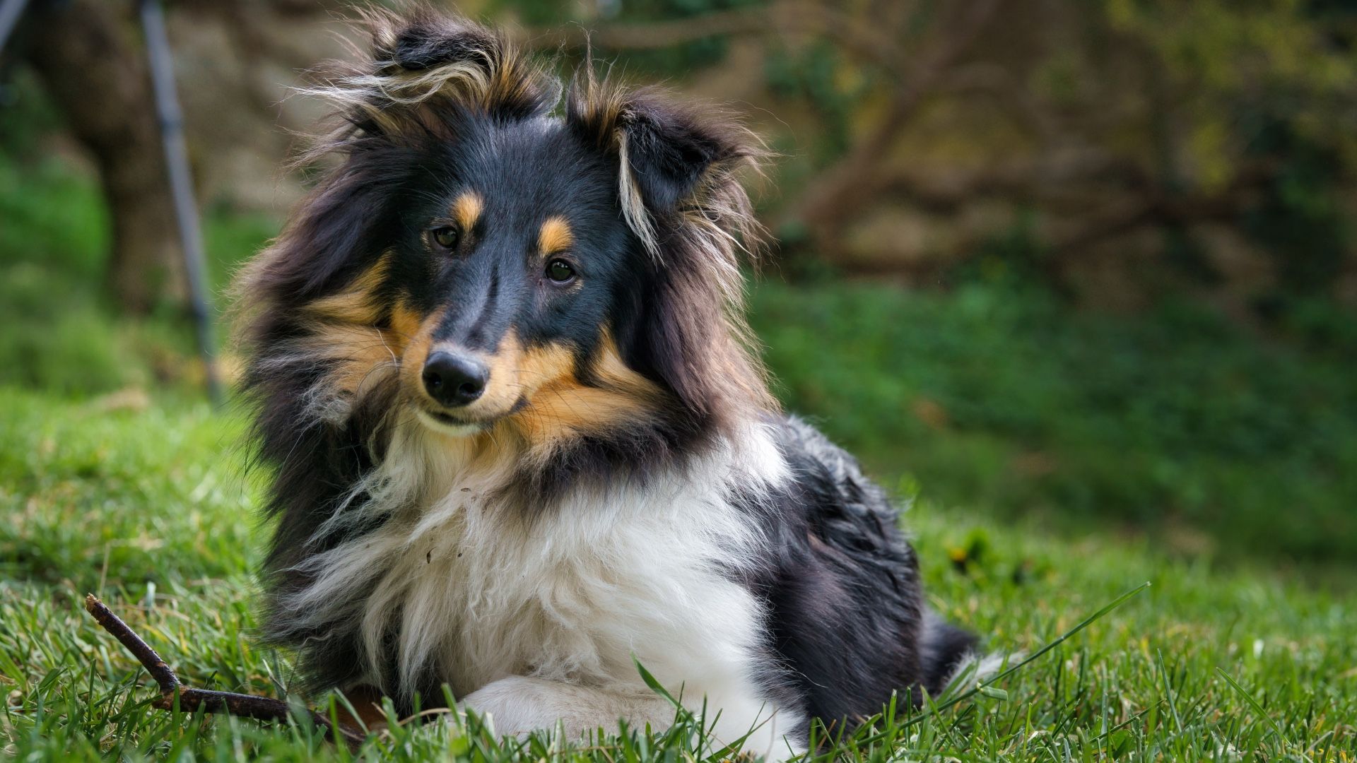 Shetland Sheepdog Puppy for sale - Tullys Kennels, image size:1920x1080