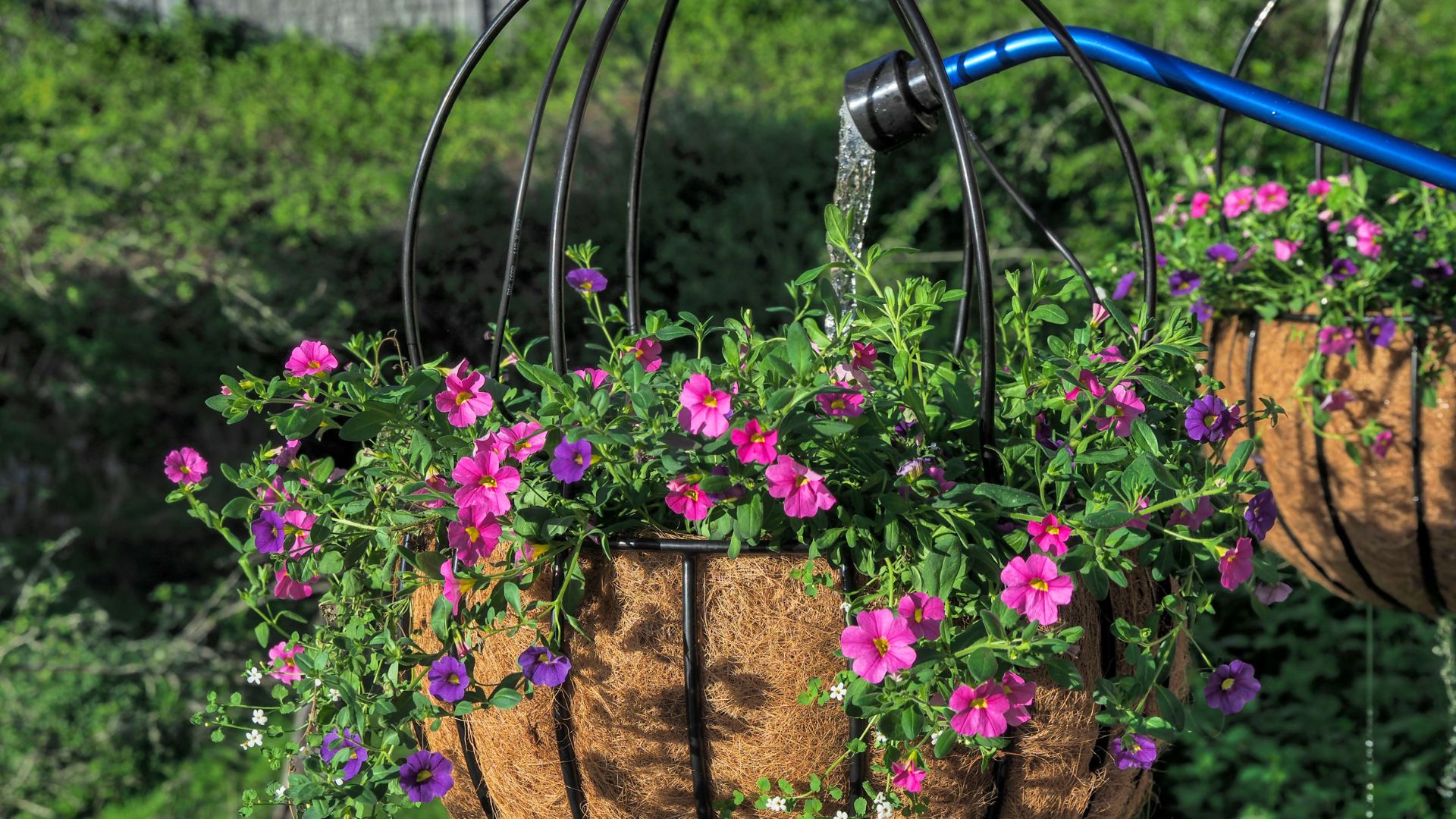 picture of extended hose water pink flowers in basket