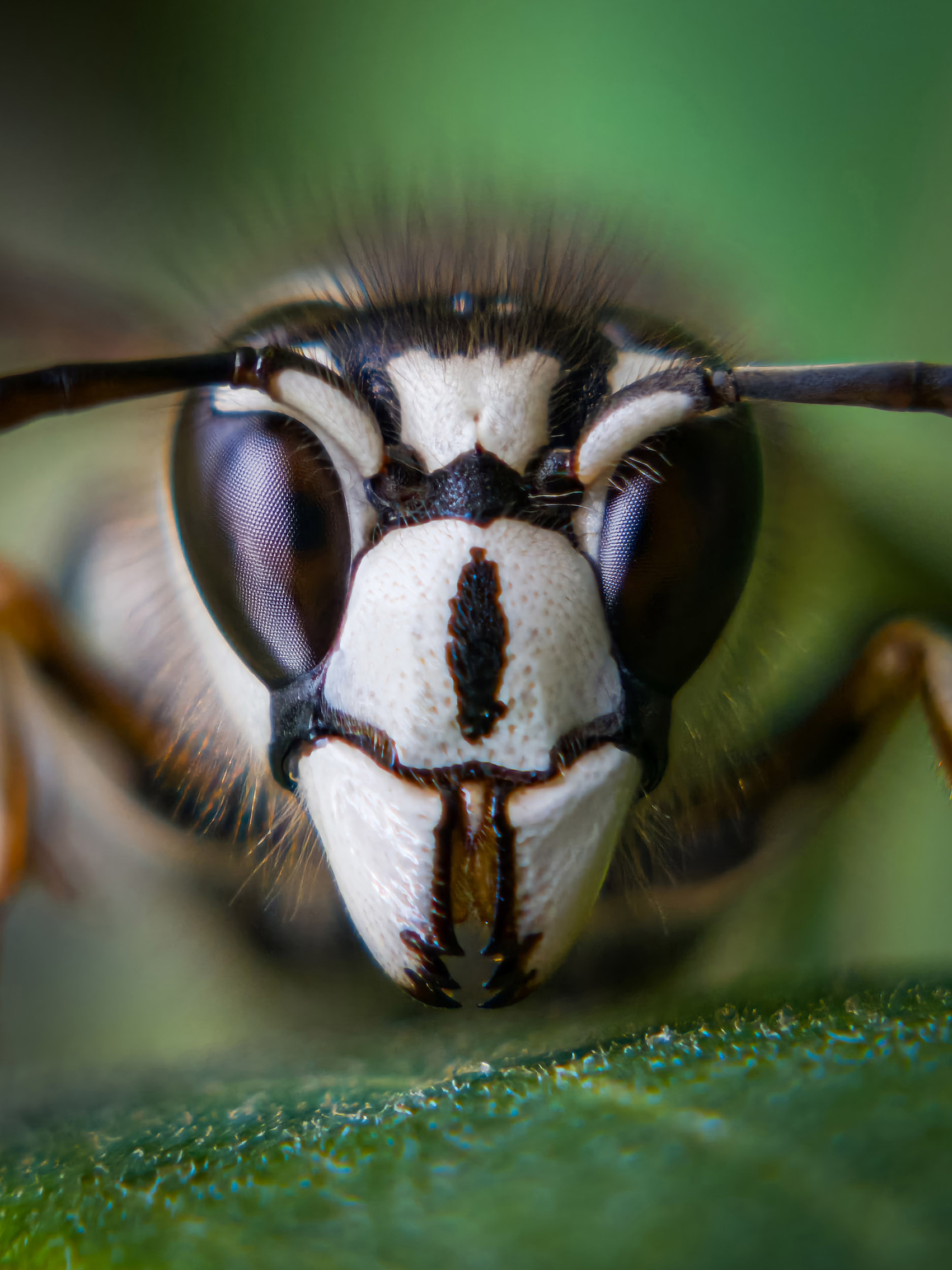 Close-up image of a wasp's face showing detailed textures of its large, compound eyes and striped black-and-white exoskeleton, set against a blurred green background