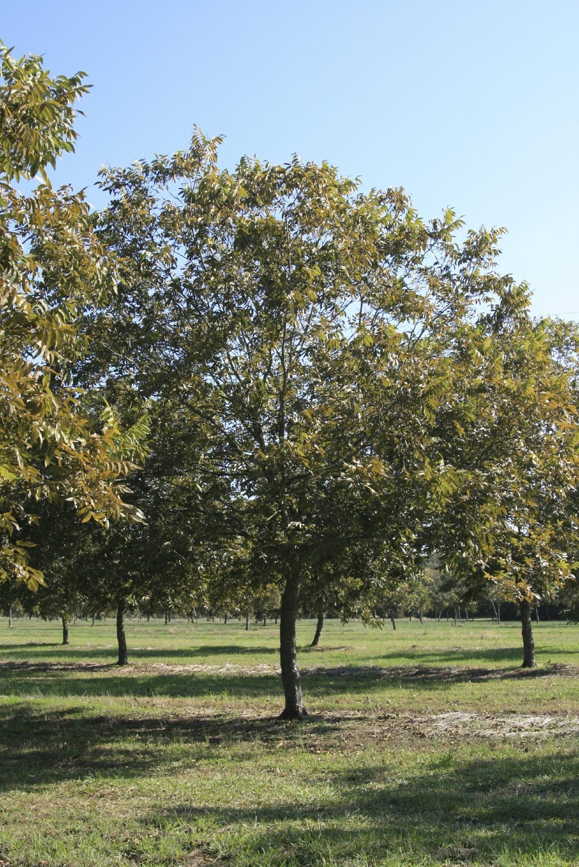 pecan pruning