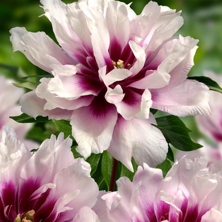 Cora Louise Itoh Peony