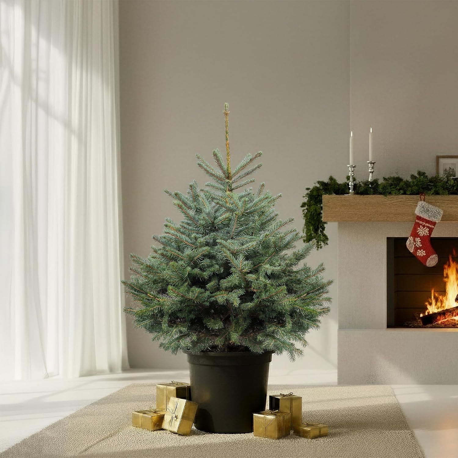 Gardenersdream Blue Spruce Pot Grown Christmas Tree - Real Live Fresh Living Potted Plant (5ft, 150cm) (expedited Despatch)
