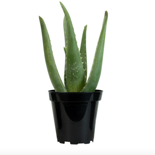 Element Aloe Vera Succulent 