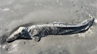 The desiccated remains of a dolphin on a beach