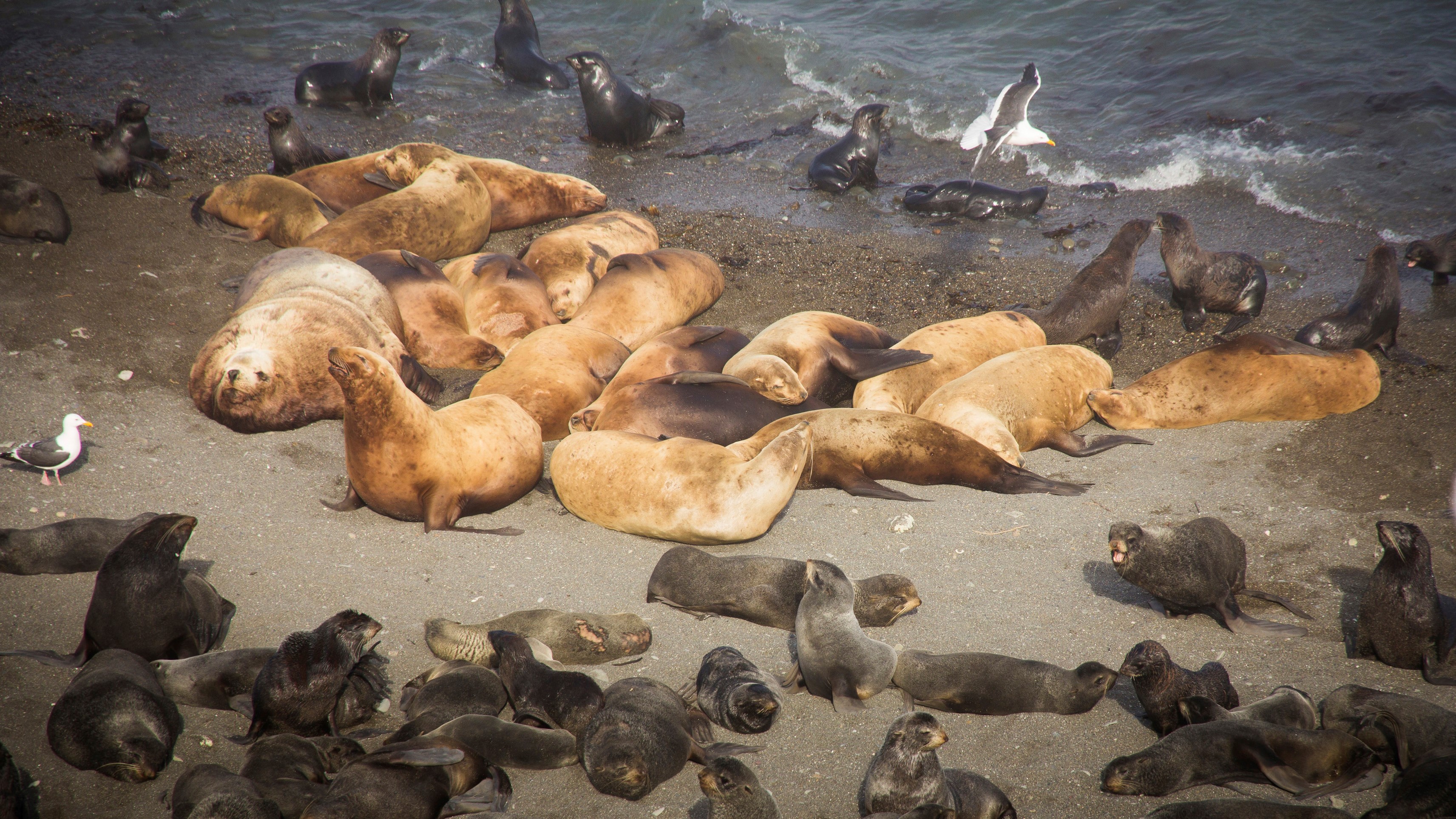 Adult seals and seal pups lying on a shore on an island.