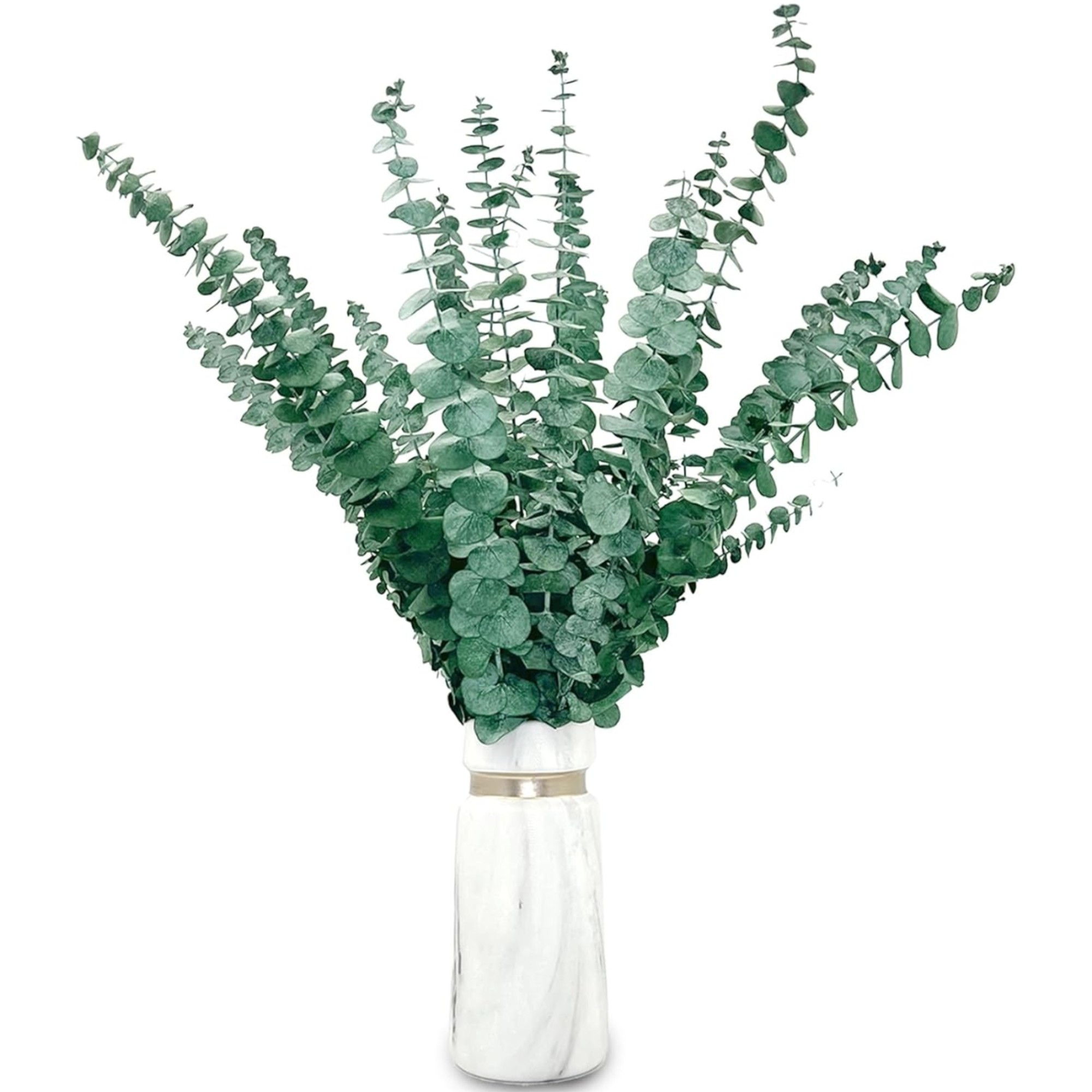 20 Pcs Dried Preserved Eucalyptus