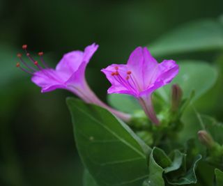 Purple four o'clocks