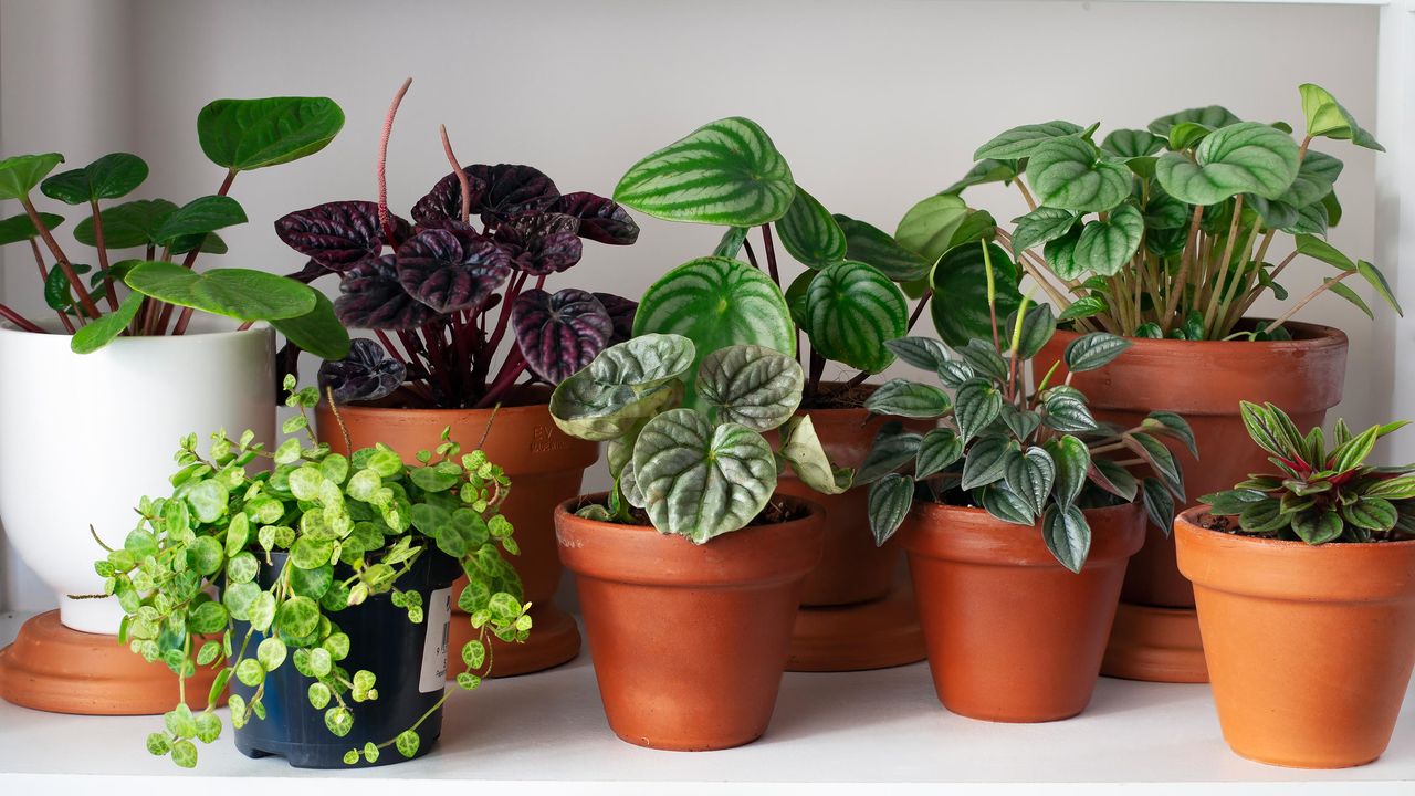 houseplants in terracotta pots on a white shelf