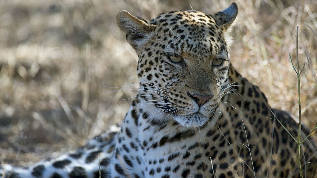 A leopard in the wild.