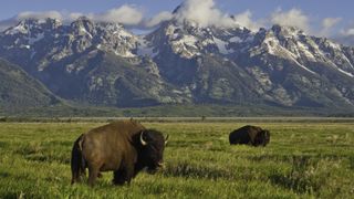 Bison at Grand Teton National Park 