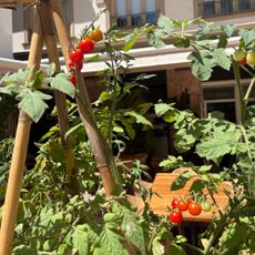 Ripening tomatoes growing on tomato plant