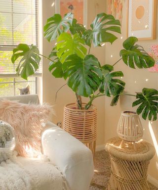 A gray couch with a plant and a rattan side table