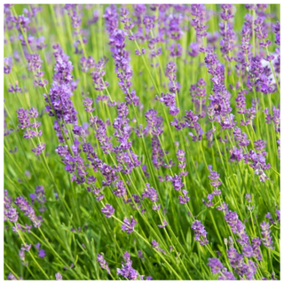 A close-up of munstead lavender