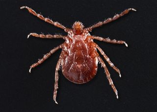 longhorn tick