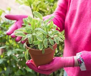 hands in pink gloves holding a pot of sage