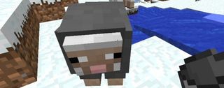 Minecraft - black sheep