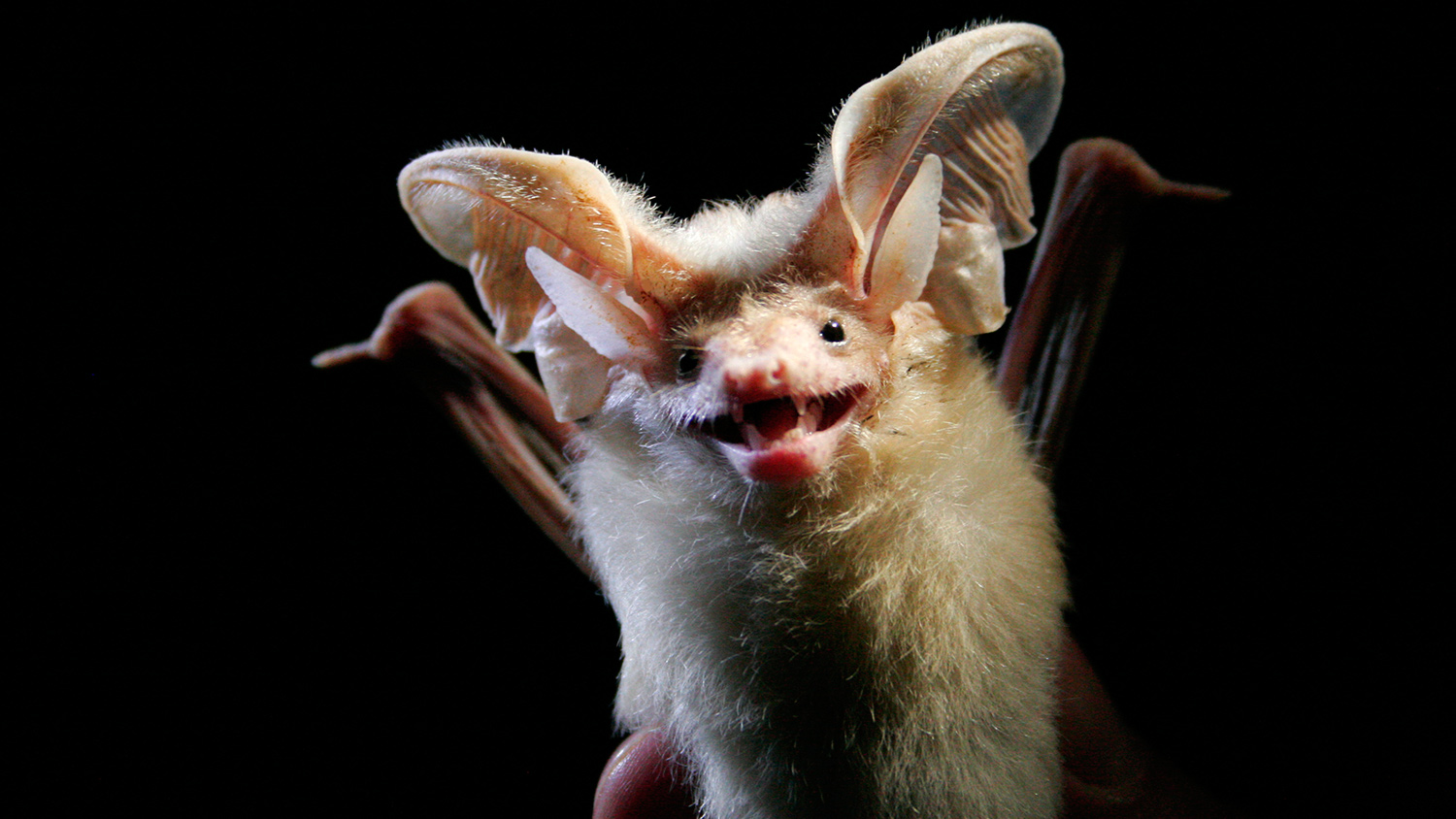 Big-eared bats could help drones fly more efficiently