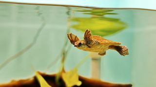 Pet turtle swimming in aquarium