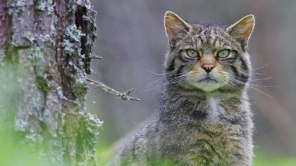 Wildlife photography