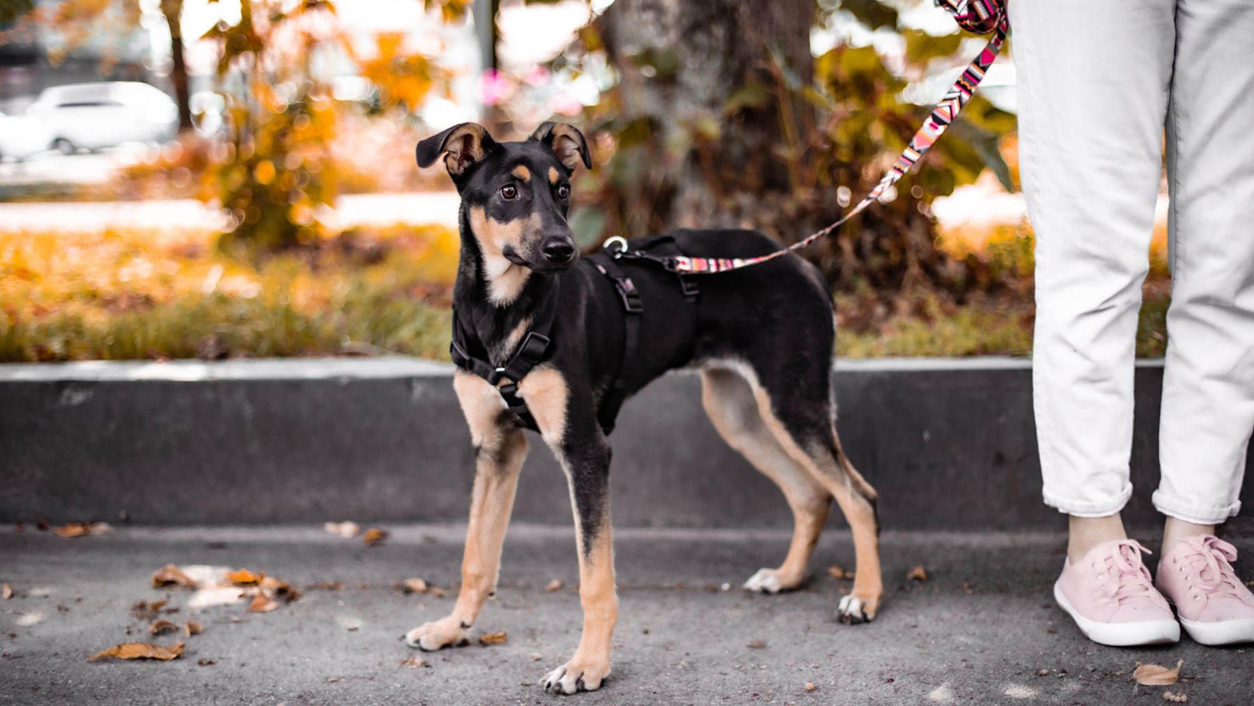 Want to help your nervous dog enjoy walks more? Expert trainer has the ... - Nervous And Anxious Dog Walks Helping