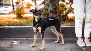 Dog on a leash looking nervously at something