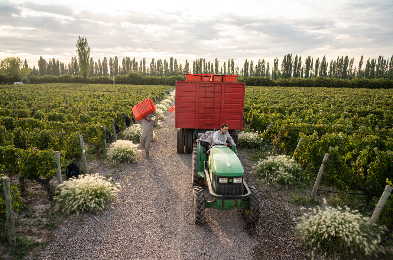 Cheval des Andes vineyards