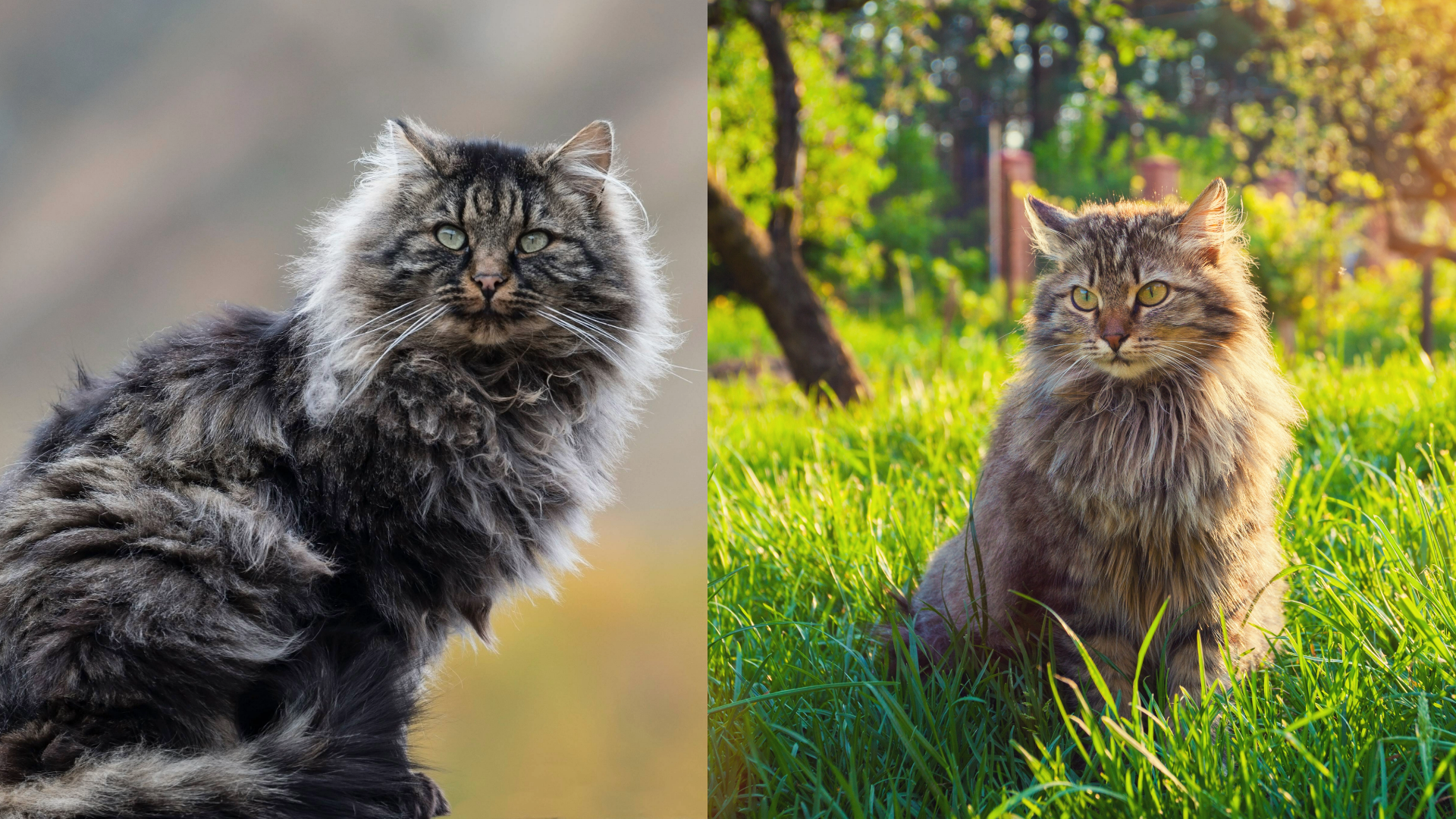 Norwegian Forest Cat (left) Siberian Forest Cat (right)