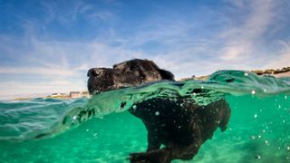Dog swimming water