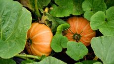 Two pumpkins are surrounded by foliage as they develop on the vine