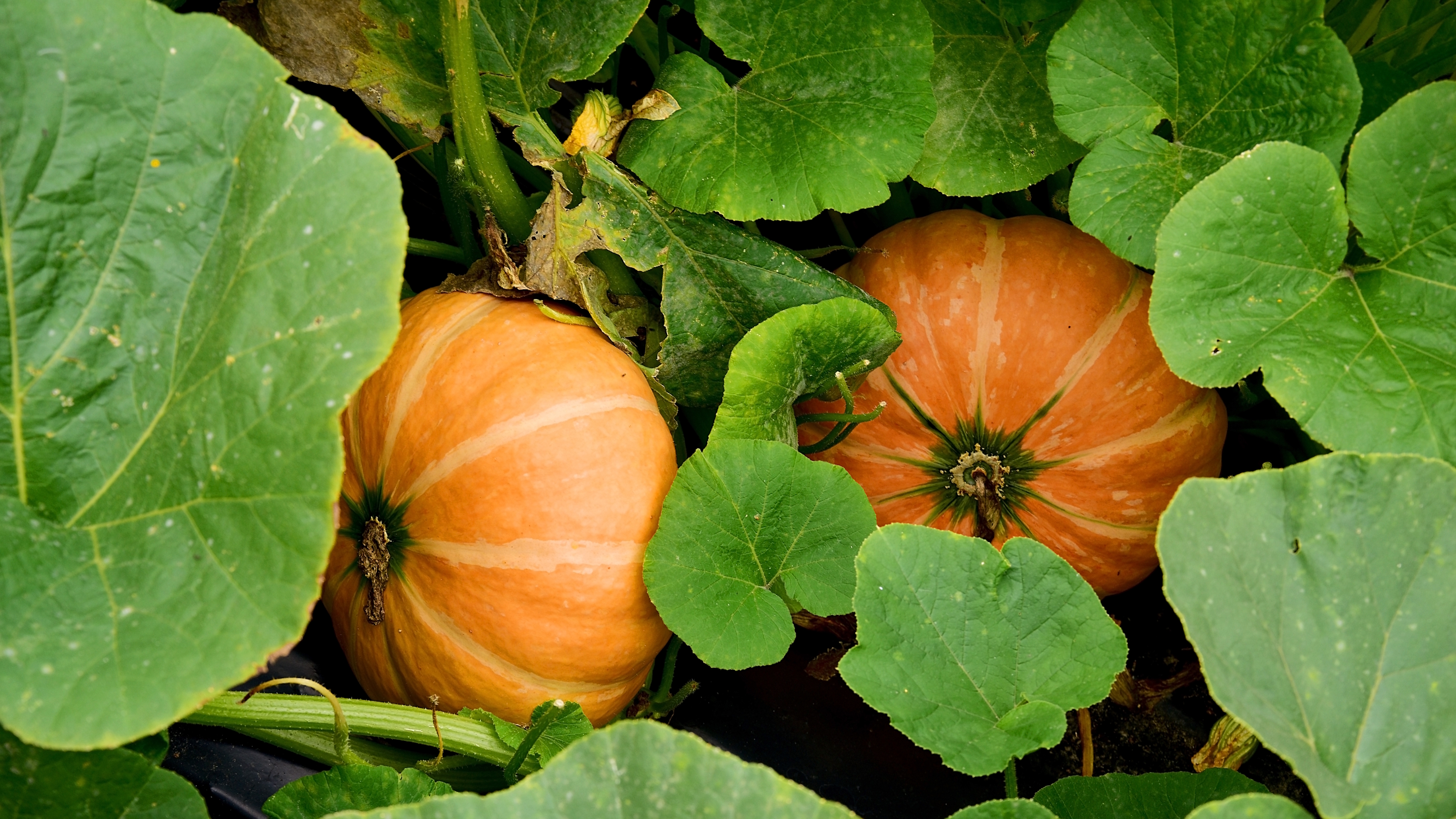 Two pumpkins are surrounded by foliage as they develop on the vine