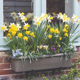 Daffodils and violas in window box planter on side of house