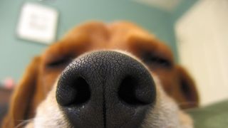Up close of dog's nose