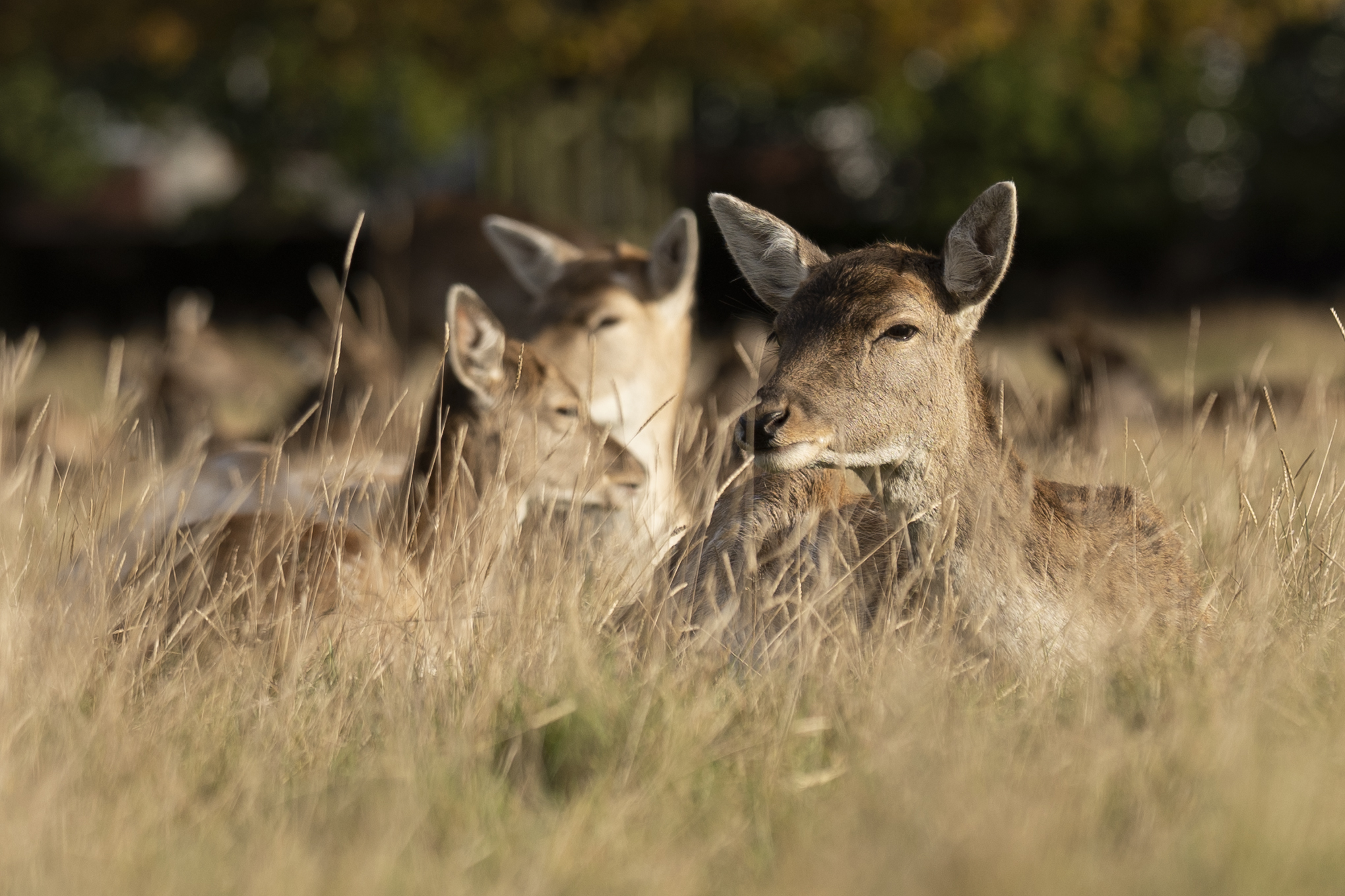 A group of deer shot on the Sony A7 IV camera