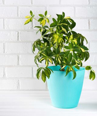 variegated umbrella plant in blue pot