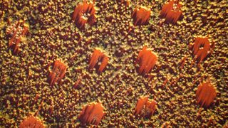 Drone image of the Australian fairy circles, taken at a flying altitude of 130 feet (40 meters).