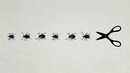 Photo collage of a row of ticks chased by a giant pair of scissors