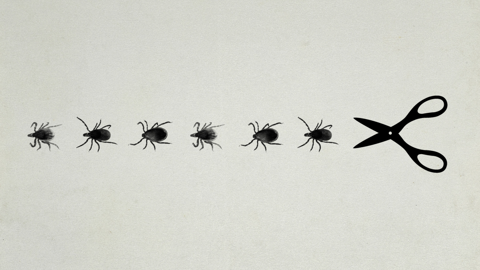 Photo collage of a row of ticks chased by a giant pair of scissors