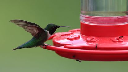 hummingbird on feeder with ants