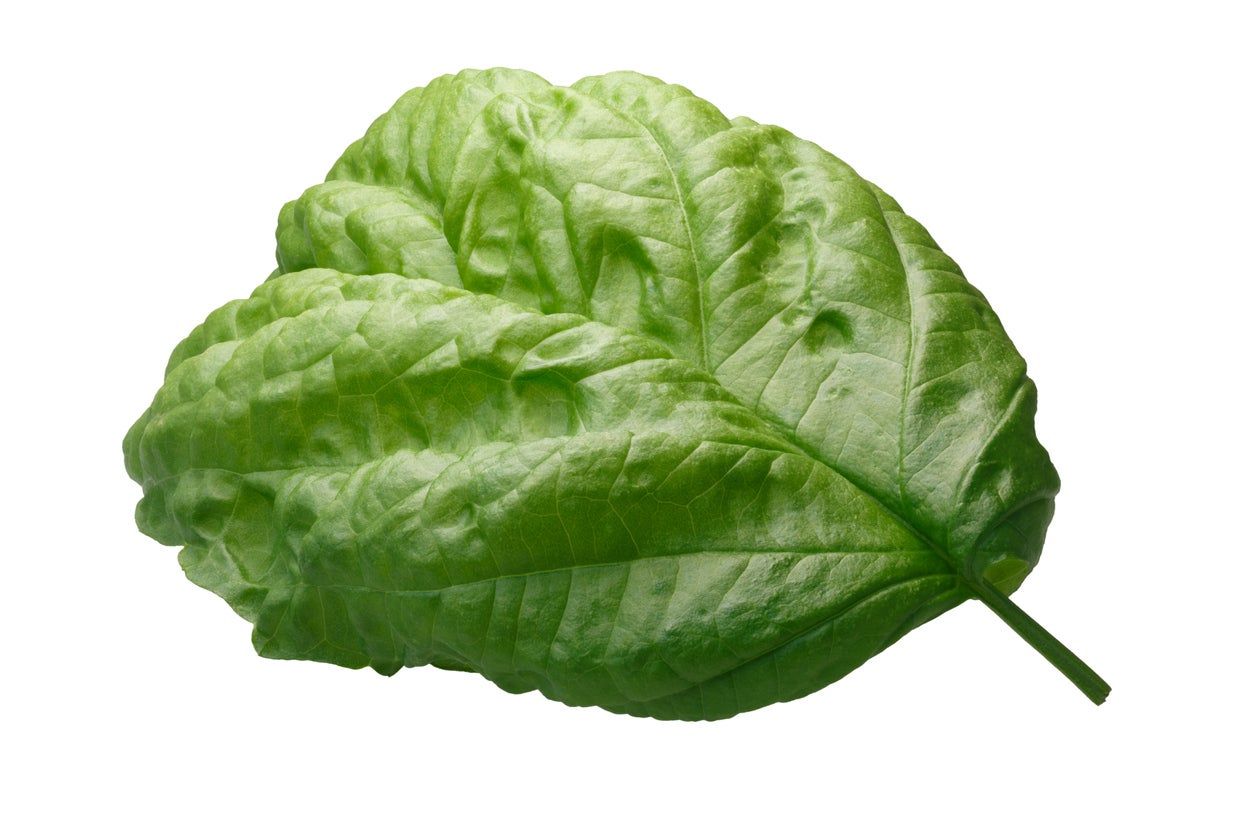 Napoletano Basil Plant