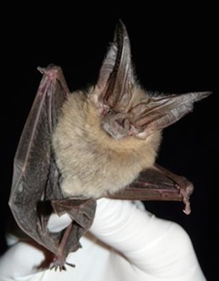 Townsend's big-eared bat arizona bats