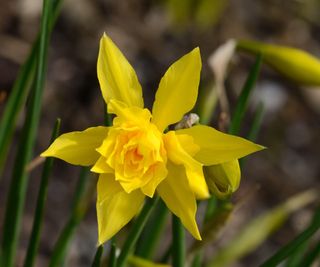 Narcissus 'Campernelle Double' with fragrant yellow blooms in a garden border