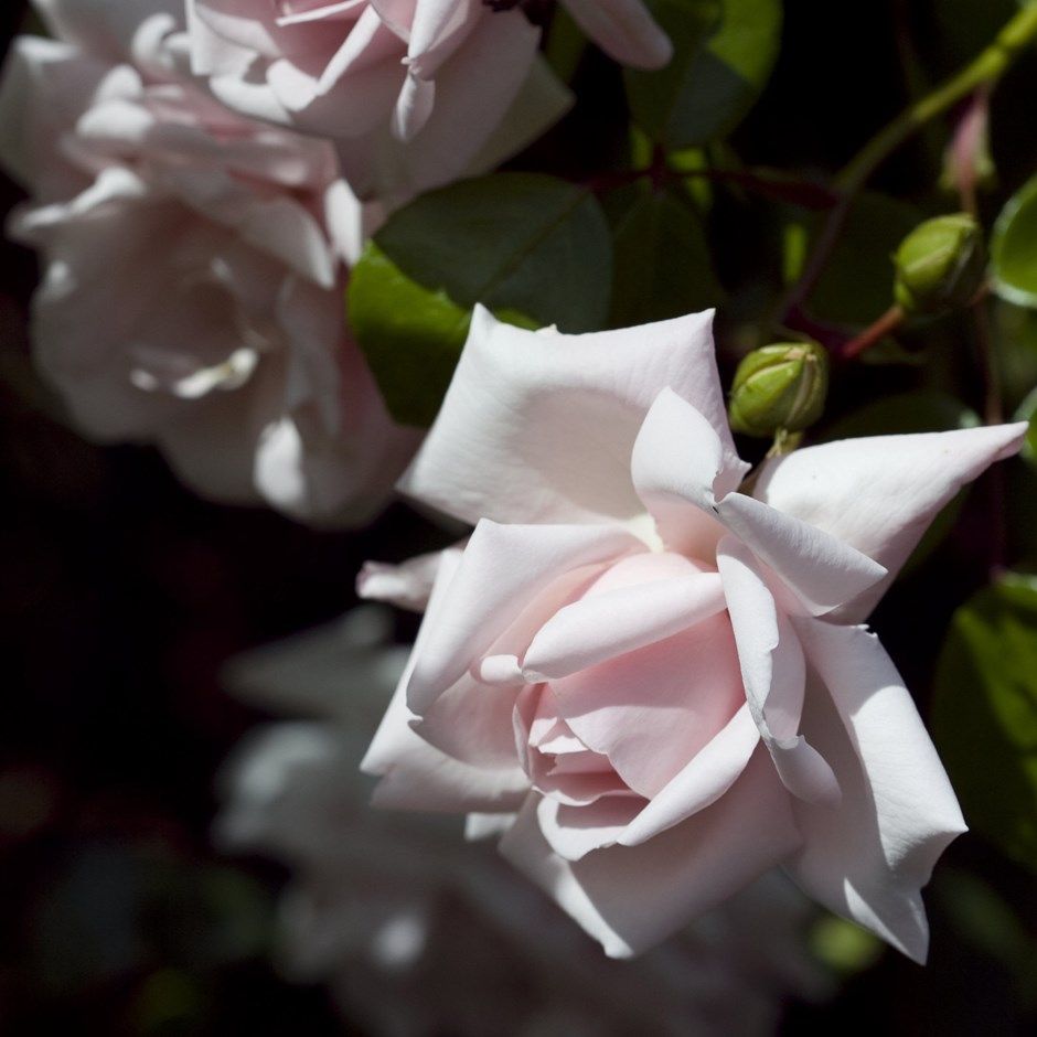 Best climbing roses find the perfect rose for your plot, plus top tips