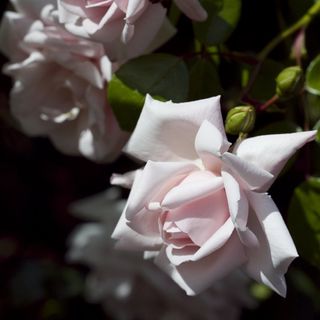 best climbing roses: New Dawn rose