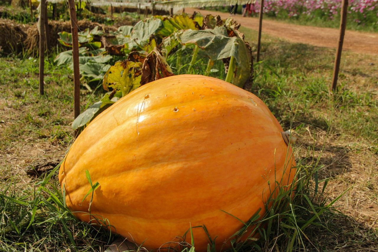 Giant Milk Fed Pumpkin