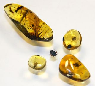 Amber pieces holding preserved ticks lie next to an extant hard tick for comparison (tick is 0.2 inches — 5 millimeters — in length).