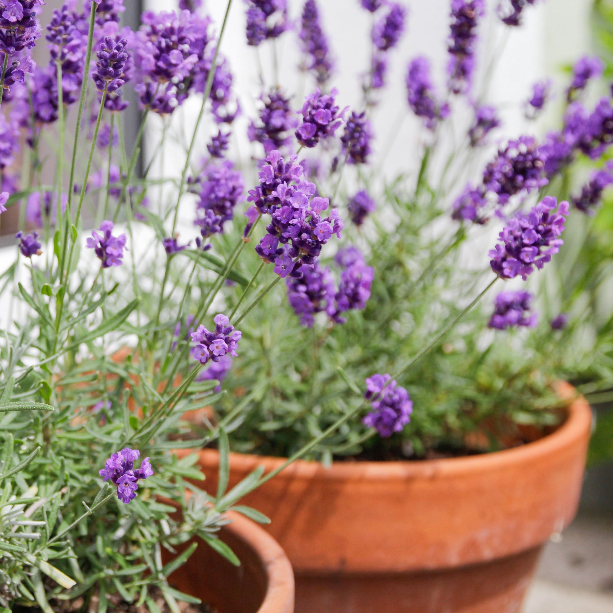 lavender in pot