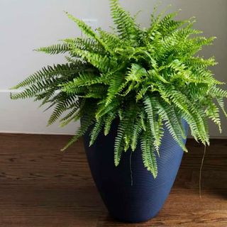 Crescent Garden Delano 16-inch blue planter holding Boston fern